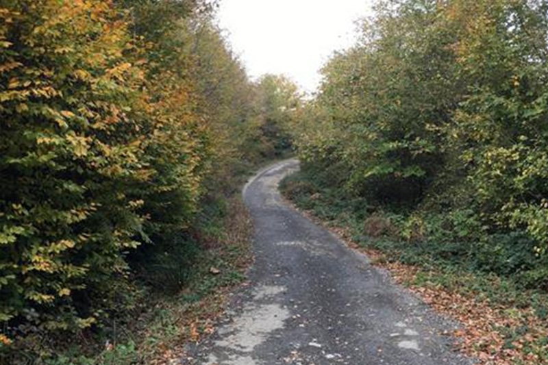 ALEMDAĞ ORMANI DOĞA YÜRÜYÜŞÜ