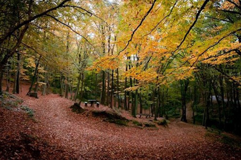 Belgrad Ormanı Doğa Yürüyüşü